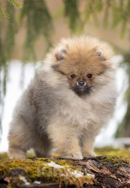 Собаки в Лобне: Красотка Девочка, 50 000 руб. - фото 2