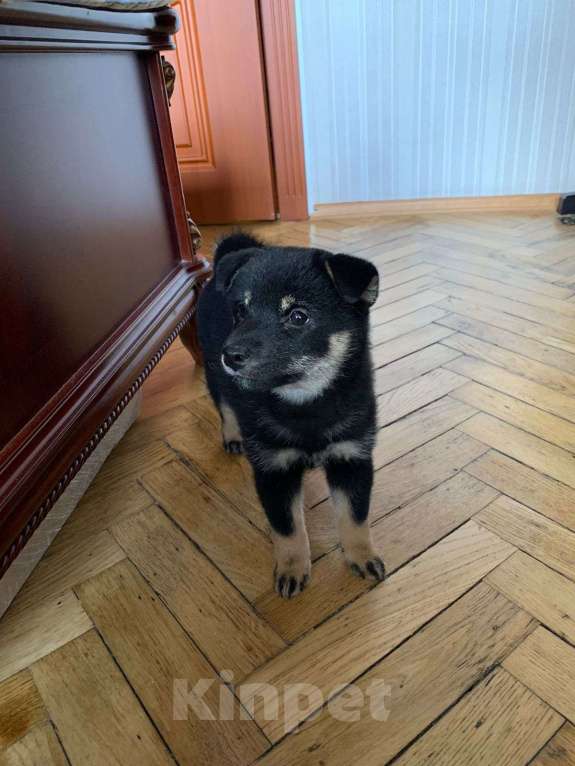 Собаки в Санкт-Петербурге: Щенок сиба-ину Девочка, 30 000 руб. - фото 1