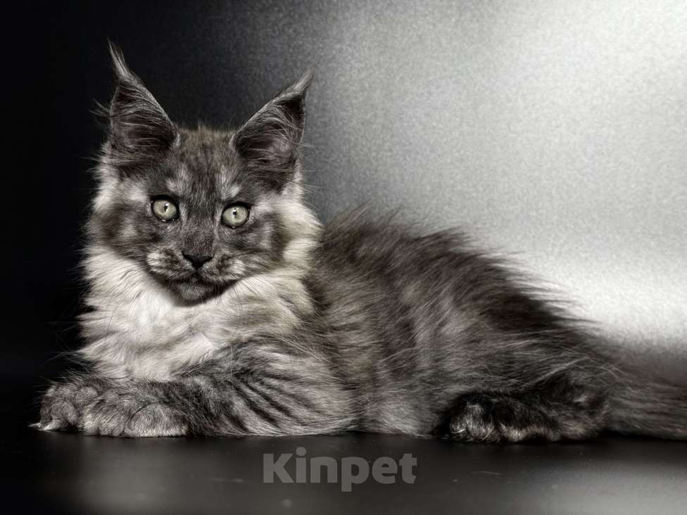 Кошки в других городах Московской области: Дымчатая красотка Девочка, 50 000 руб. - фото 3