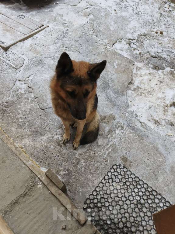 Собаки в Улане-Удэ: В хорошие руки Мальчик, Бесплатно - фото 3