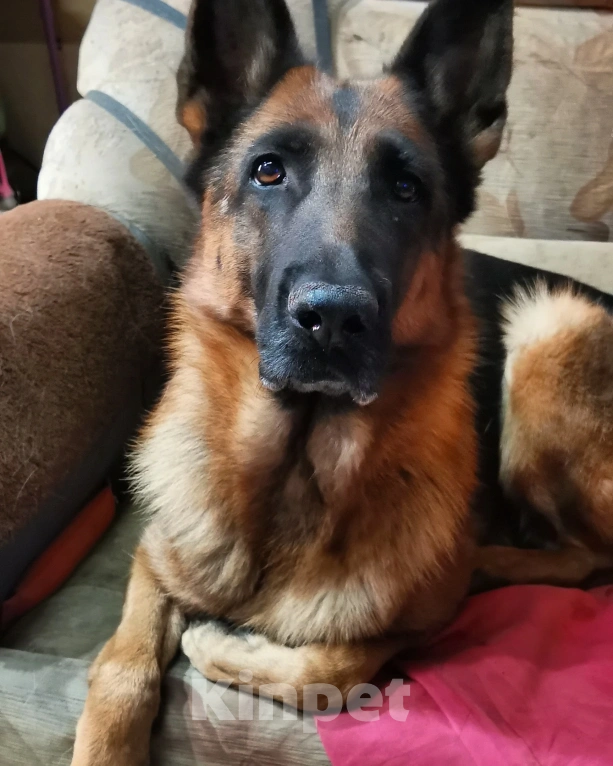 Собаки в Москве: Девочка от вязки Девочка, 15 000 руб. - фото 2