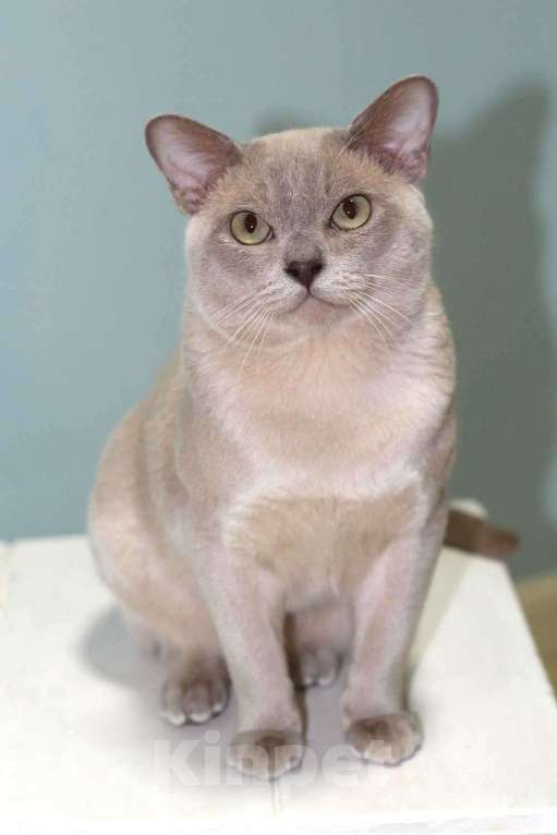 Кошки в Москве: Бурма - лиловый котик Мальчик, 25 000 руб. - фото 2