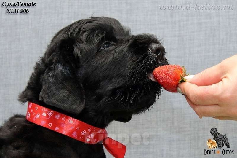 Собаки в Москве: Щенки Русского Чёрного Терьера Мальчик, 50 000 руб. - фото 3