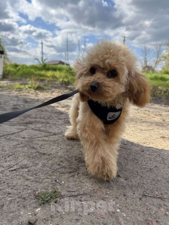 Собаки в Краснодаре: Той-пудель Мальчик, 100 000 руб. - фото 7