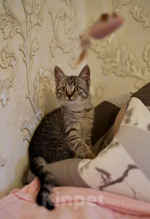 Кошки в Москве: Малышка Мелисса ищет семью Девочка, Бесплатно - фото 4