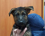 Собаки в Ульяновске: ЭЛИТНЫЕ ЩЕНКИ от заводчика Мальчик, 50 000 руб. - фото 3