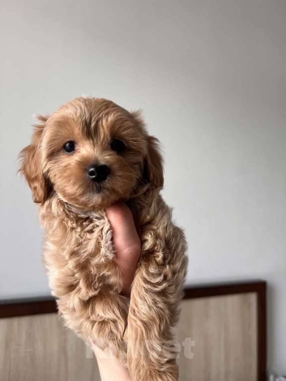 Собаки в Москве: Мальтипу Девочка, 110 000 руб. - фото 1