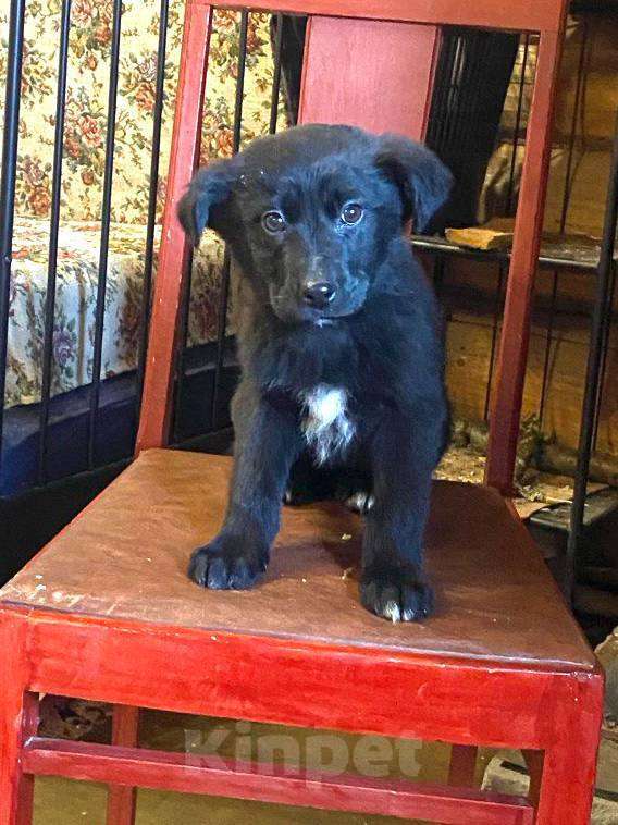 Собаки в Красногорске: Щенок Шанель 2 месяца ищет дом Девочка, Бесплатно - фото 1