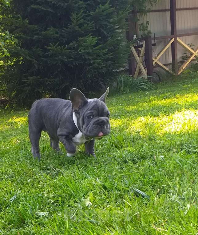 Собаки в Москве: Красивая девочка биг роп Девочка, 200 000 руб. - фото 2