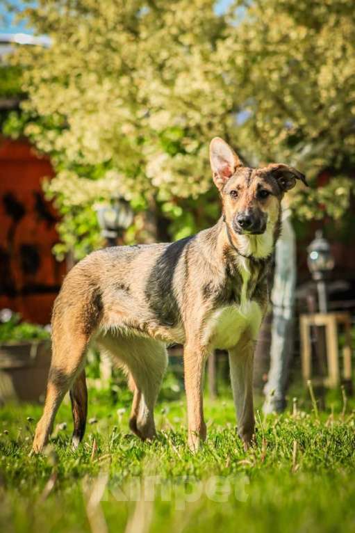 Собаки в Москве: Совершенно очаровательная и нежная девочка Шери ищет дом Девочка, 1 руб. - фото 6