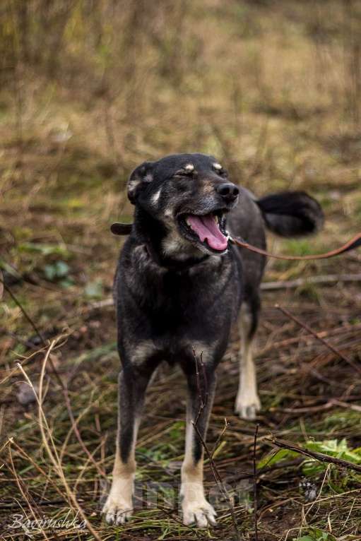 Собаки в Москве: Табити Девочка, Бесплатно - фото 4