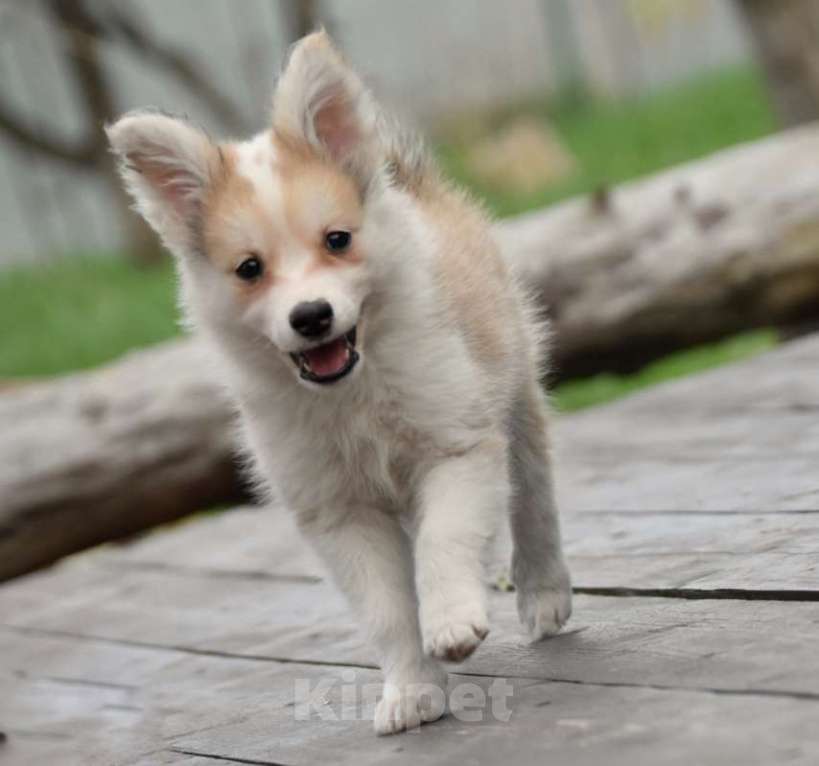 Собаки в Москве: Ненецкая оленегонная лайка, кобель Жгучий перчик.  Мальчик, 60 000 руб. - фото 6