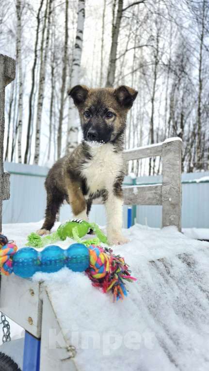 Собаки в Ногинске: Лайм - щенок в приюте Мальчик, Бесплатно - фото 2
