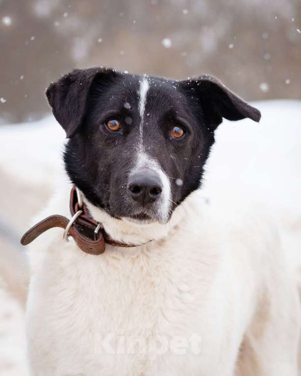 Собаки в Москве: Пёсель из приюта в поисках дома Мальчик, Бесплатно - фото 5