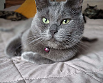 Кошки в Москве: Пирожковый кот Мальчик, Бесплатно - фото 2