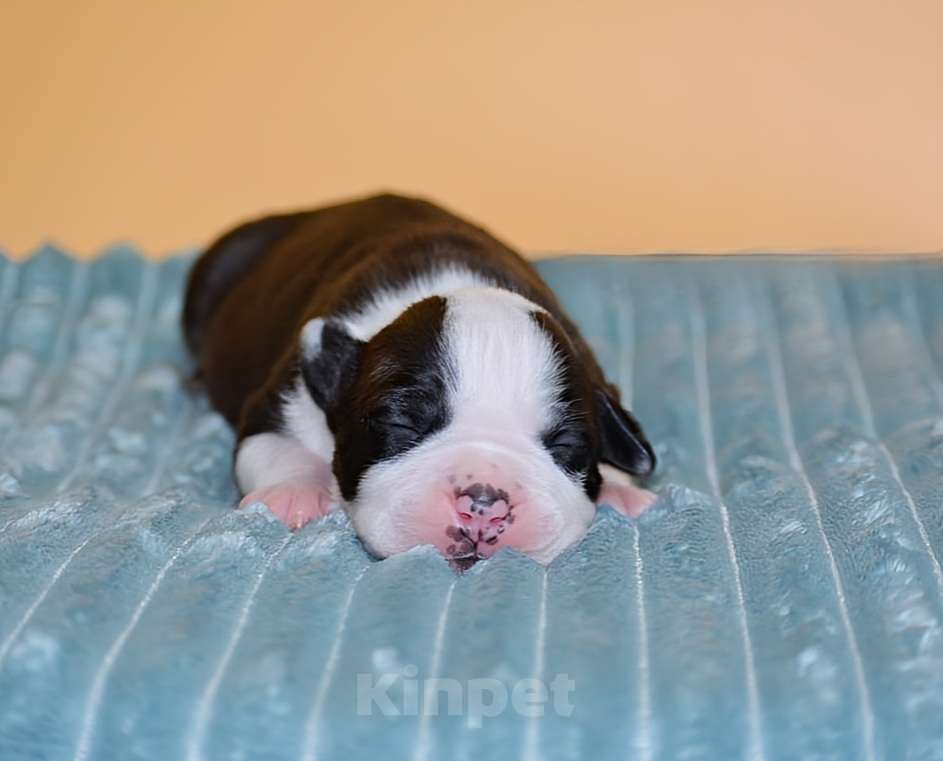 Собаки в Москве: Супер щенки амстафф Девочка, 60 000 руб. - фото 6