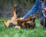 Собаки в Троицке: Ласковый здоровяк, собака-компаньон Мальчик, Бесплатно - фото 5