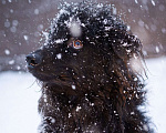 Собаки в Москве: Милый домовёнок ищет свою семью Мальчик, Бесплатно - фото 2