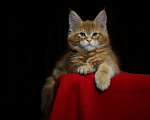 Кошки в Иваново: Котёнок мейн кун . Мальчик, 50 000 руб. - фото 1