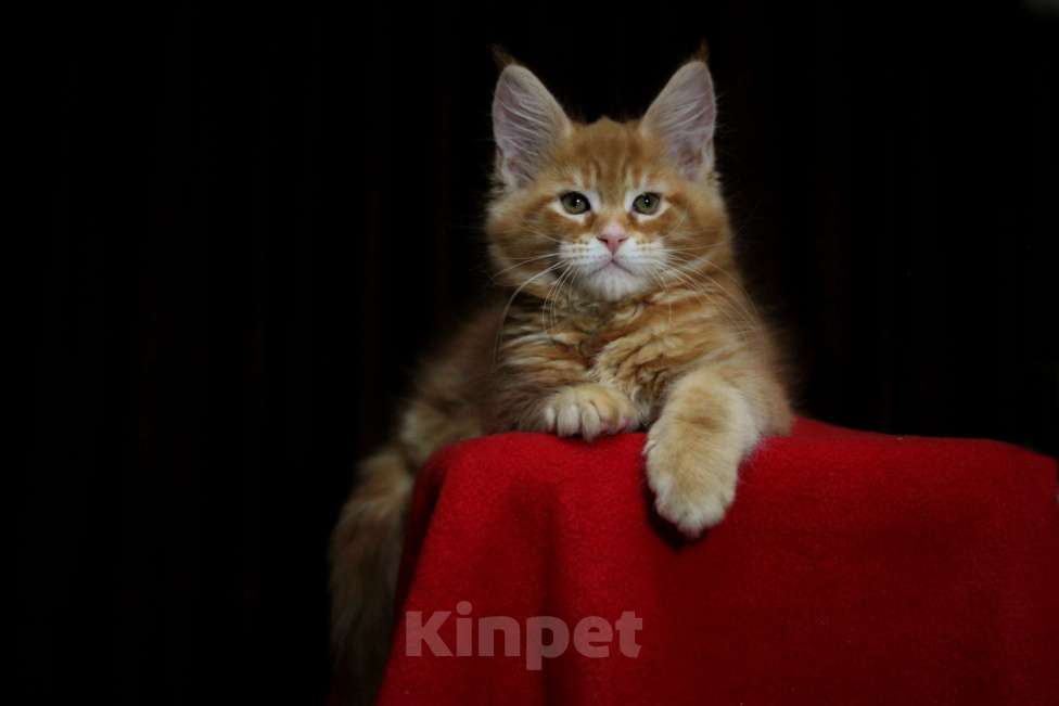Кошки в Иваново: Котёнок мейн кун . Мальчик, 50 000 руб. - фото 1