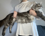 Кошки в других городах Тульской области: Котик мейн-кун Мальчик, 40 000 руб. - фото 3