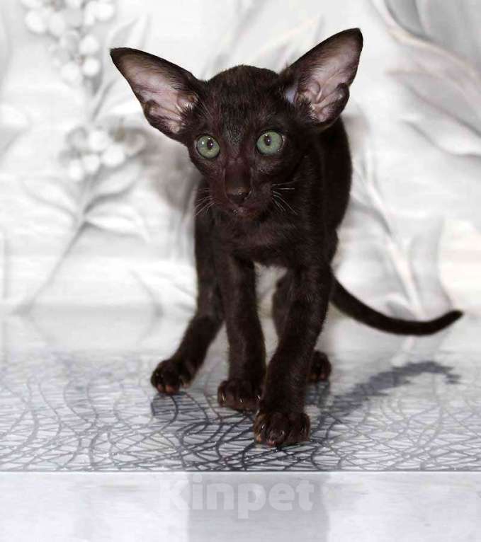 Кошки в Новосибирске: Котёнок Петерболда Девочка, 35 000 руб. - фото 5