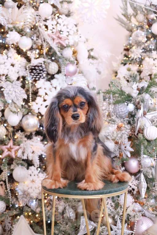 Собаки в Москве: Продается уникальная девочка породы Кавалер Кинг Чарльз Спаниель!  Девочка, 450 000 руб. - фото 1