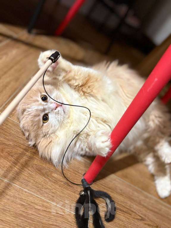 Кошки в Москве: Очень социальный и общительный Басик ищет постоянного собеседника Мальчик, Бесплатно - фото 8