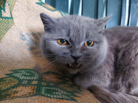 Объявление: Найдена кошка в д. Синьково, 1 руб., Звенигород