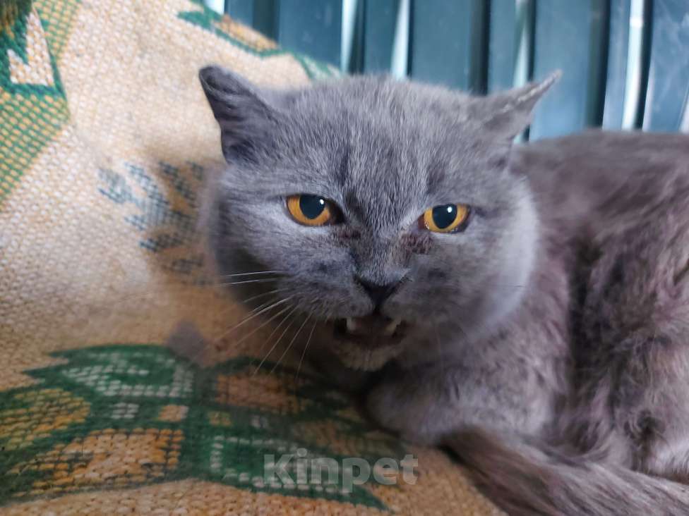 Кошки в Звенигороде: Найдена кошка в д. Синьково Девочка, 1 руб. - фото 1