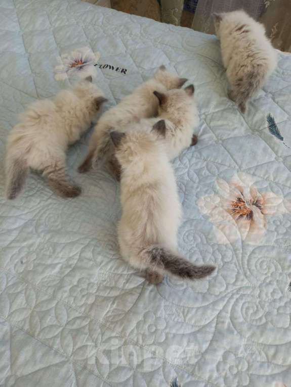 Кошки в Санкт-Петербурге: Девочка невской маскарадной кошки Девочка, 15 000 руб. - фото 2