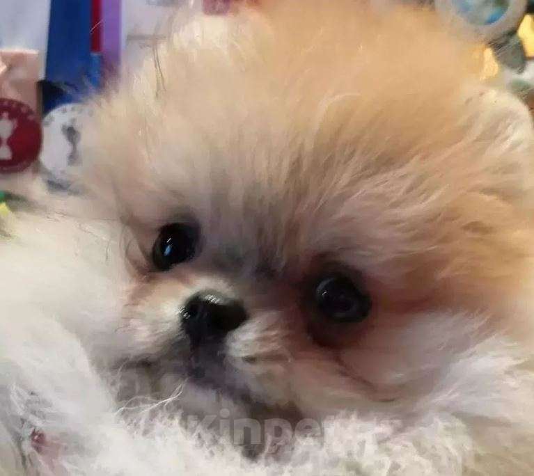 Собаки в Москве: Шпиц mini из питомника Девочка, Бесплатно - фото 6