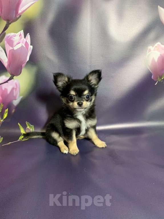 Собаки в Москве: Щенок чихуахуа, мальчик, длиношерстный.  Мальчик, 65 000 руб. - фото 9