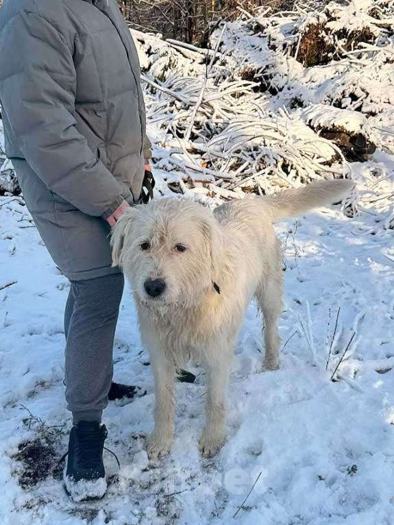 Собаки в Санкт-Петербурге: Беляш и Рыжуля, два невероятных пса, очень ждут свой дом и человека. Мальчик, Бесплатно - фото 2