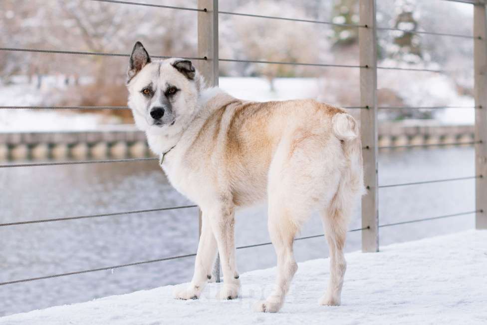 Собаки в Москве: Бинго Мальчик, Бесплатно - фото 1