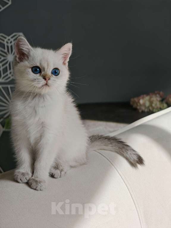 Кошки в Москве: Шотландская кошечка с голубыми глазами Девочка, 75 000 руб. - фото 4