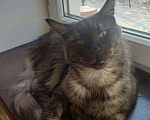 Кошки в Кингисеппе: Мейн-кун, кошка, 3 000 руб. - фото 9