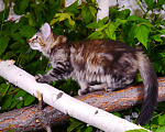 Кошки в Новосибирске: Котята породы норвежская лесная Девочка, 60 000 руб. - фото 2