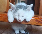 Кошки в Рязани: Котёнок  Мальчик, Бесплатно - фото 2