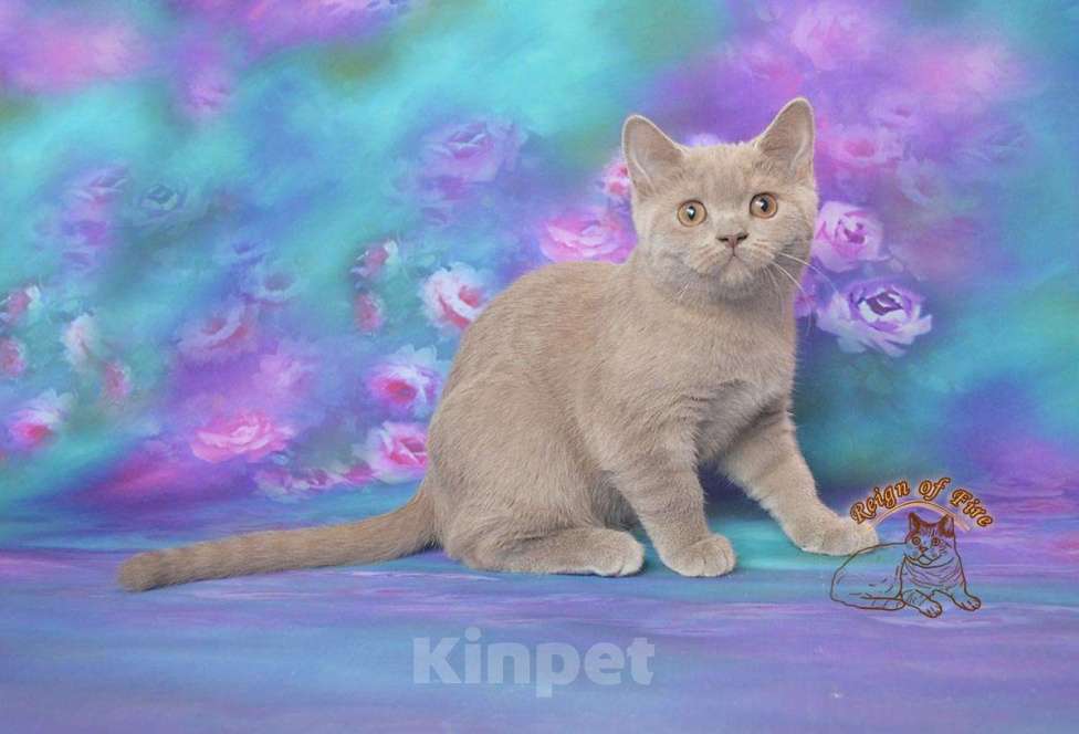 Кошки в Краснодаре: Британские котик Мальчик, Бесплатно - фото 1