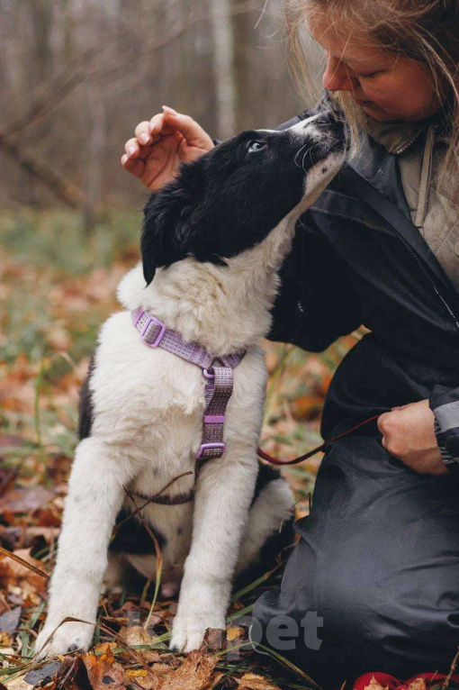 Собаки в Москве: Бомсу - мальчик, 2 месяца, ищет дом  Мальчик, Бесплатно - фото 3