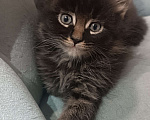 Кошки в Шатуре: Мей-кун котенок Девочка, 10 000 руб. - фото 7