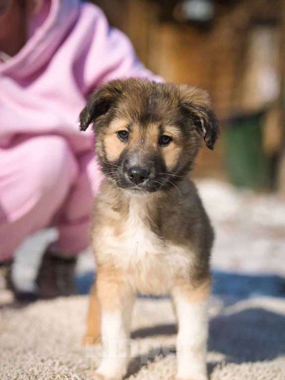 Собаки в Красногорске: Паго Мальчик, Бесплатно - фото 2