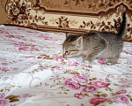 Кошки в Воронеже: Котенок Мальчик, Бесплатно - фото 1