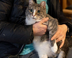 Кошки в Москве: Кошечка с двумя лапками в поисках лучшей семьи Девочка, Бесплатно - фото 5