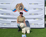 Собаки в Калининграде: Бишон фризе для вязки Мальчик, 1 руб. - фото 7
