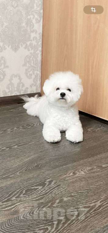 Собаки в Москве: Щенок Бишон Фризе (Мия) Девочка, 110 000 руб. - фото 5