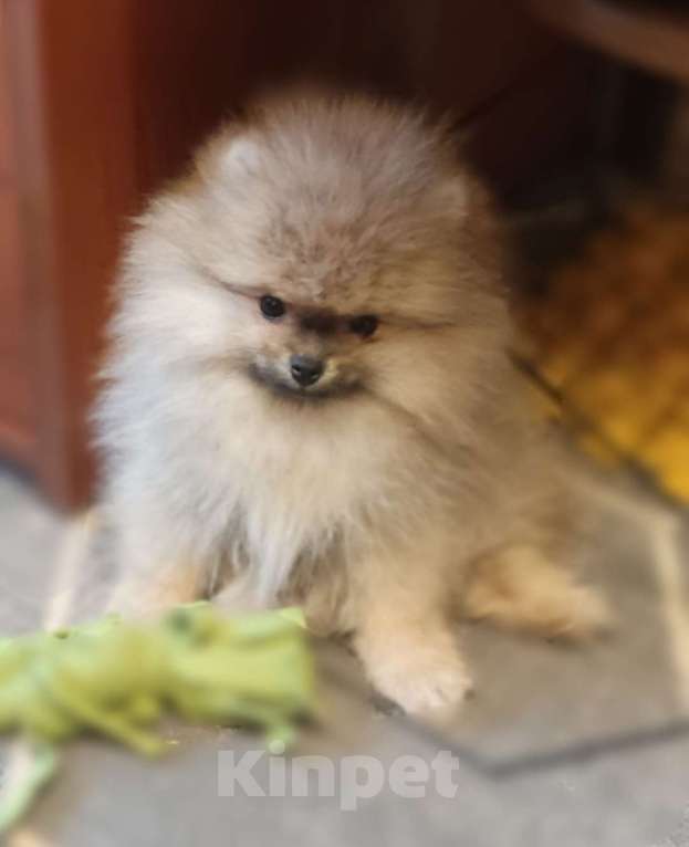 Собаки в Новосибирске: Щенки померанского шпица Мальчик, Бесплатно - фото 6