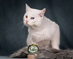 Кошки в Клине: Снежок - уникальный котик Мальчик, Бесплатно - фото 4