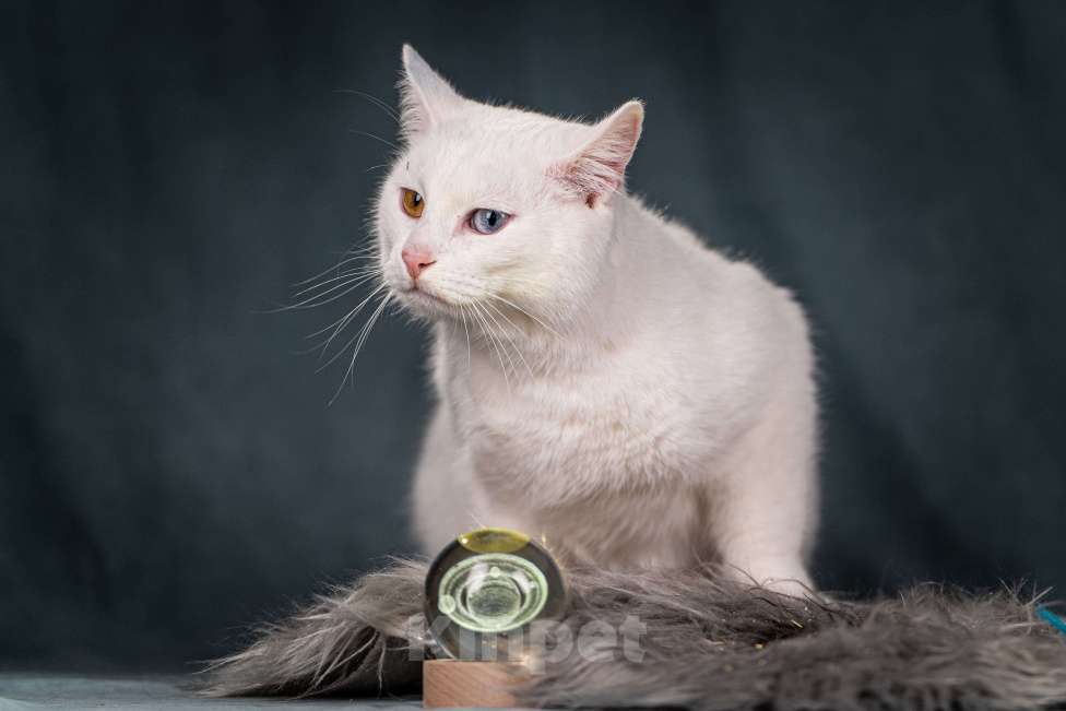 Кошки в Клине: Снежок — уникальный котик Мальчик, Бесплатно - фото 4